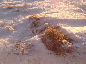 Blanket of snow brushed away from a tender, young wheat plant.
